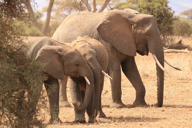 3-Day Safari in Serengeti & Ngorongoro(Mid-range) - References