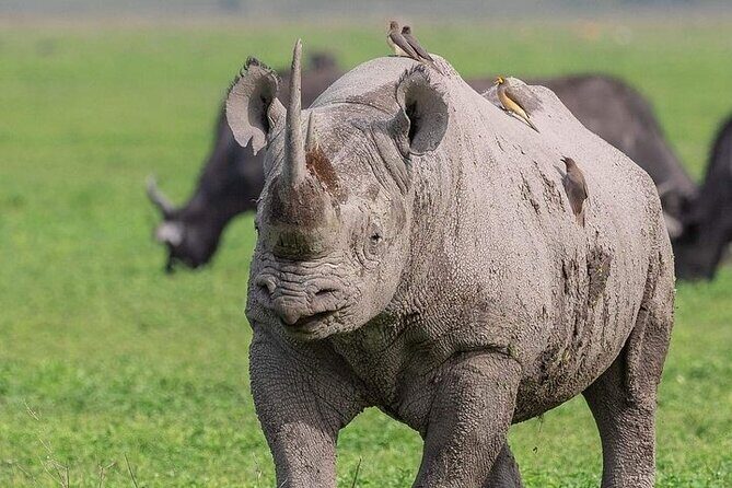 3 Day Safari to Serengeti National Park and Ngorongoro Crater - Introduction: A Solid Choice for Adventure Seekers