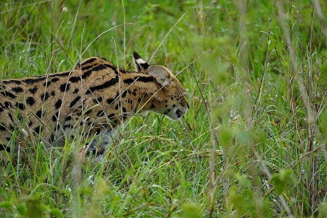 3 Day Safari to Serengeti National Park and Ngorongoro Crater - Transportation and Comfort