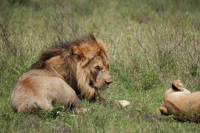 3 Day Safari to Serengeti National Park and Ngorongoro Crater - Meals and Included Features