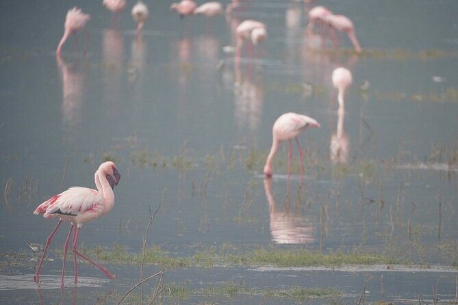 3 Day Safari to Serengeti National Park and Ngorongoro Crater - The Sum Up