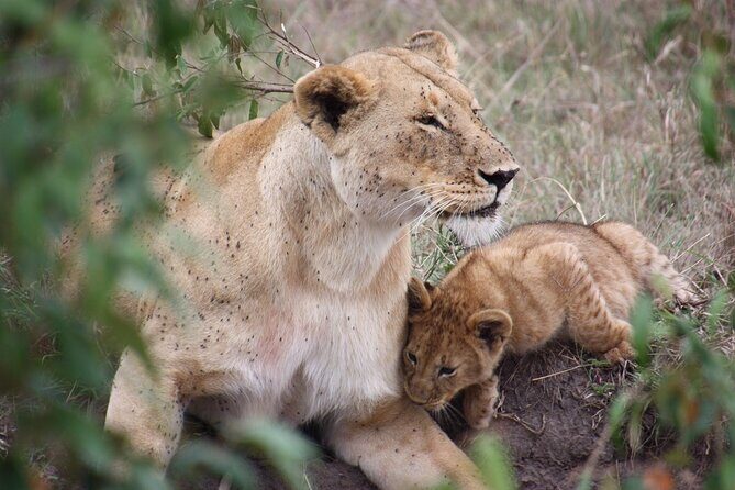 3-Day Safari Tour in two National Parks - Starting Point and Overall Impression
