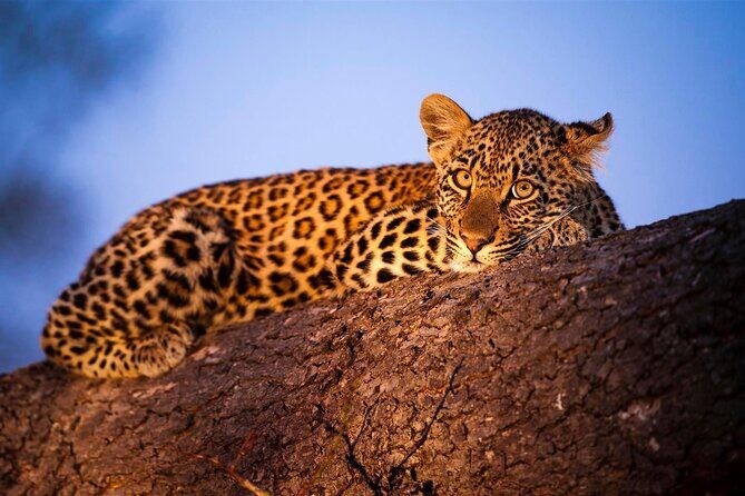 3-Day Safari Tour in two National Parks - Day 2: Amboseli National Park