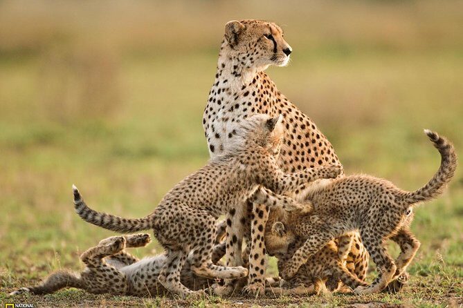 3-Day Safari Tour to Tarangire National Park, Lake Manyara National Park and Ngorongoro Crater from Arusha - Final Thoughts: Why This Tour Might Be Your Best Choice