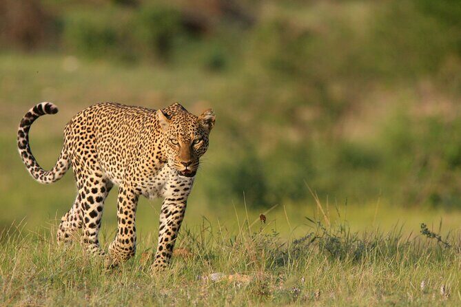3-Day Samburu Luxury Safari - An In-Depth Look at the Safari Experience