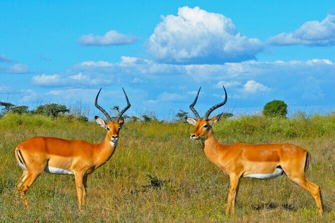 3 Day Samburu Safari - Why Choose This Safari?