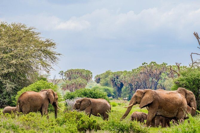 3 Day Samburu Safari - Who Will Love This Tour?