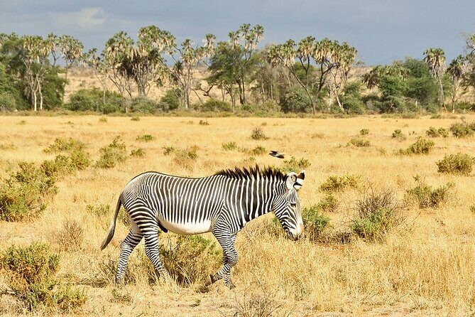 3 Day Samburu Safari - Final Thoughts