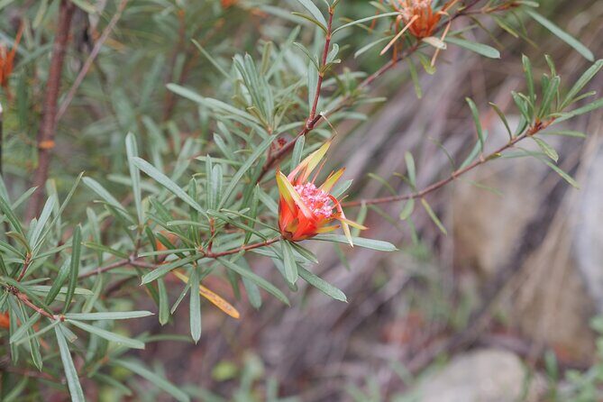 3 Day Scenic Tour of Blue Mountains from Sydney - Who Will Love This Tour?