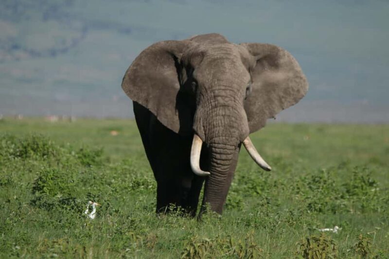 3 Day Serengeti Fly-in Safari from Zanzibar all Inclusive - Authentic Perspectives from Past Travelers
