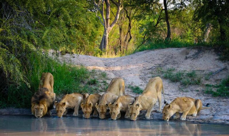 3 Day Serengeti Fly-in Safari from Zanzibar all Inclusive - FAQ
