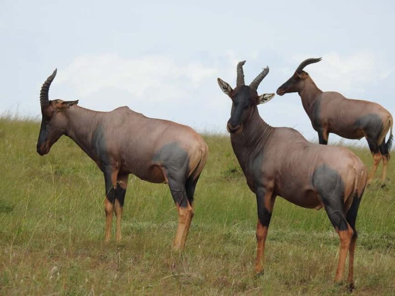3-Day Serengeti National Park Safari - The Value of This Safari