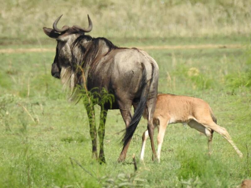 3-Day Serengeti National Park Safari - Final Thoughts