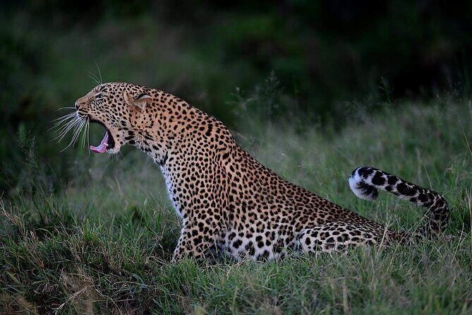 3-Day Serengeti NP & Ngorongoro Crater Safari - FAQs