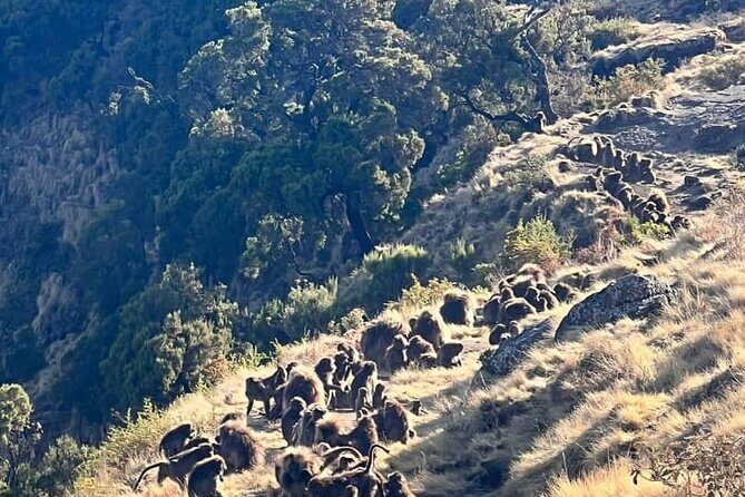 3 Day Simien Mountains Tours - Authentic Wildlife Encounters and Scenic Highlights