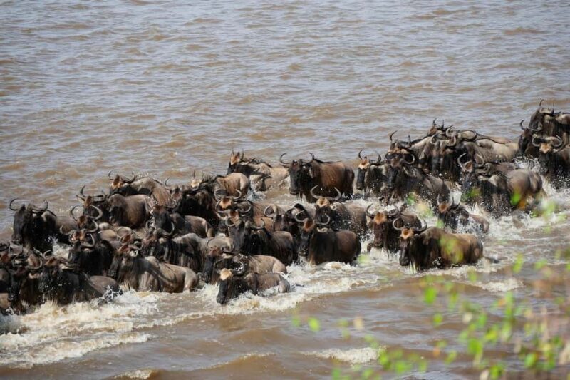 3-Day Small Group Safari to Maasai Mara: Adventure Awaits - Key Points