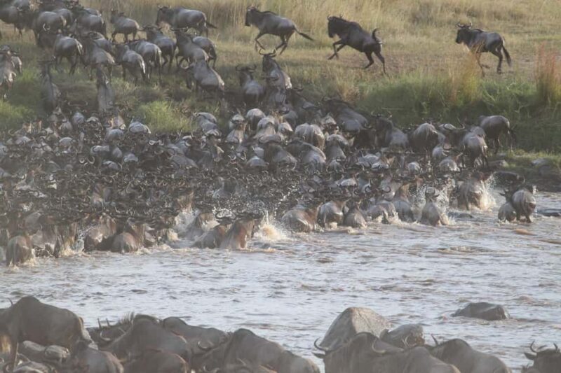 3-Day Small Group Safari to Maasai Mara: Adventure Awaits - FAQ
