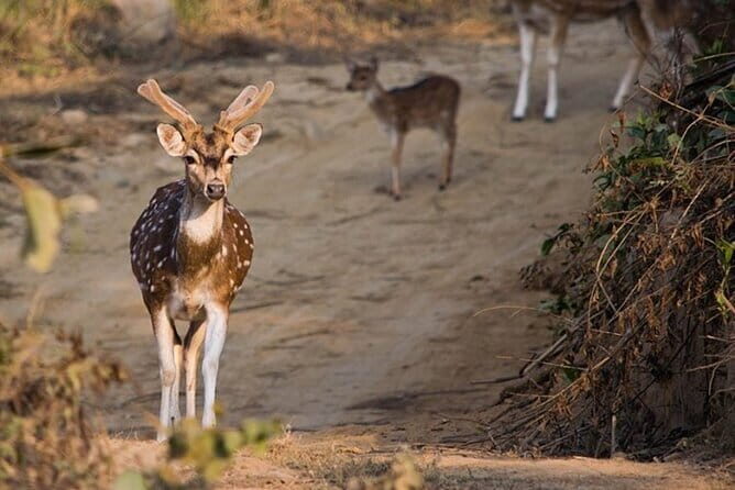 3 Day Taj Mahal and Jim Corbett National Park Safari Tour - Key Points