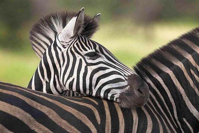 3 Day Tanzania Luxury Safari - A Deep Dive into the 3-Day Safari Experience