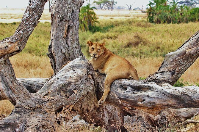 3 Day Tanzania Luxury Safari - FAQ