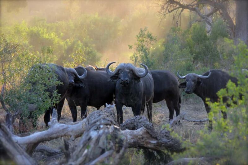 3-Day Tanzania Safari: Serengeti & Ngorongoro Crater . - Guides and Wildlife Viewing