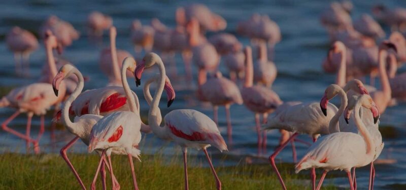 3 Day Tanzania Safari - Key Points
