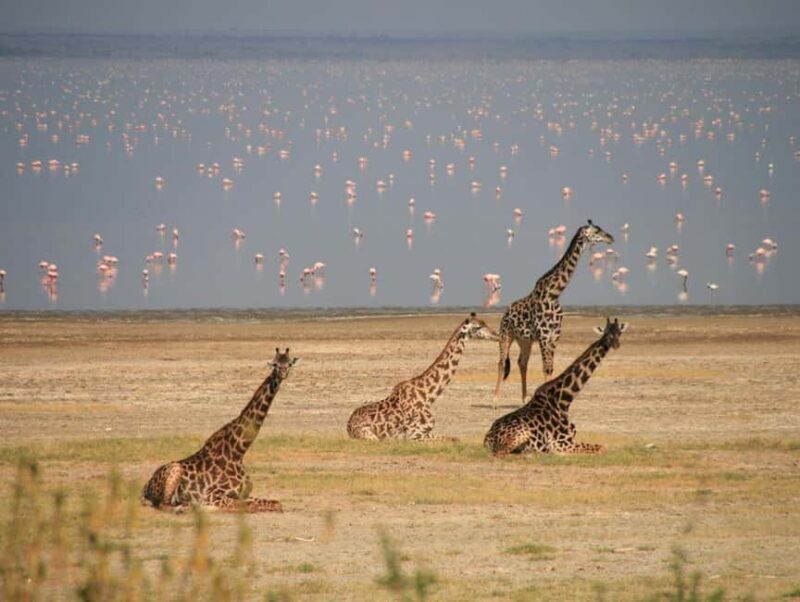 3 Day Tanzania Safari - Practical Tips for Travelers