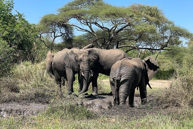 3-Day Tarangire, Ngorongoro and Lake Manyara Camping Safari - Day 3: Lake Manyara and Return to Arusha