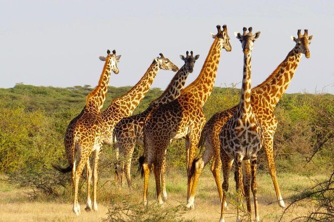 3 Day - Tarangire, Ngorongoro Crater Lake Manyara- Mid - Range - The Value and Quality of the Tour