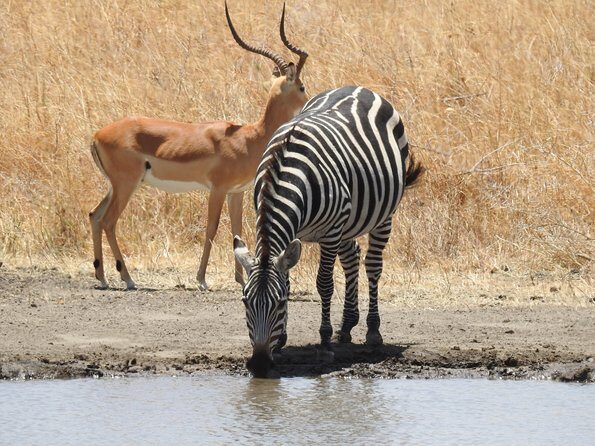 3 Day - Tarangire, Ngorongoro Crater Lake Manyara- Mid - Range - The Experience You Can Expect