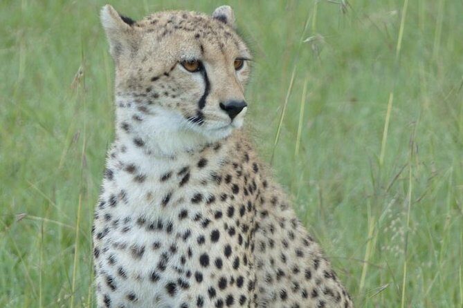 3 Day - Tarangire, Ngorongoro Crater Lake Manyara- Mid - Range - Who Is This Tour Best For?