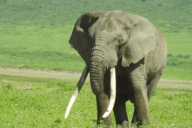 3 Day - Tarangire, Ngorongoro Crater Lake Manyara- Mid - Range - Final Thoughts