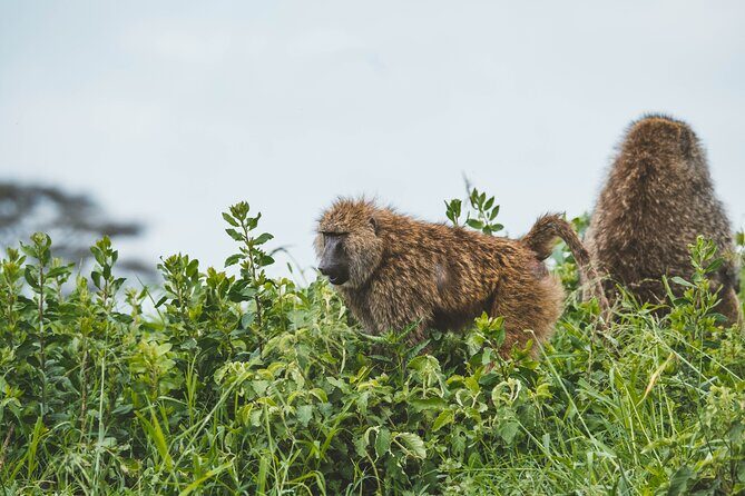 3-Day Tarangire, Ngorongoro & Manyara Best Tour & Safari - An In-Depth Look at the 3-Day Safari Itinerary