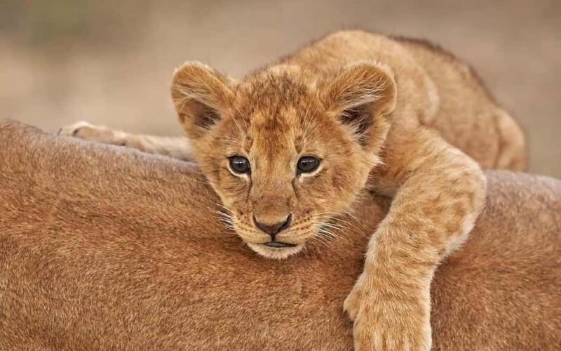 3 Day Tarangire, Ngorongoro, Manyara Safari from Moshi - The Practical Side: What’s Included and What to Know