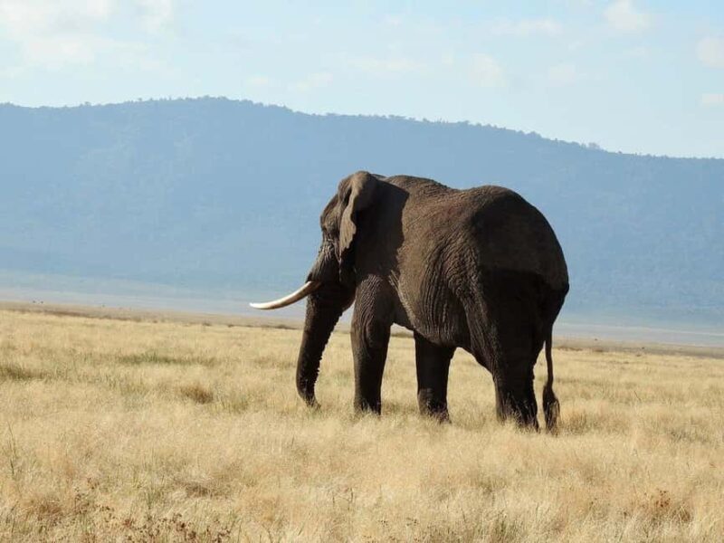 3-Day Tarangire Ngorongoro, Manyara Safari from Zanzibar - Key Points