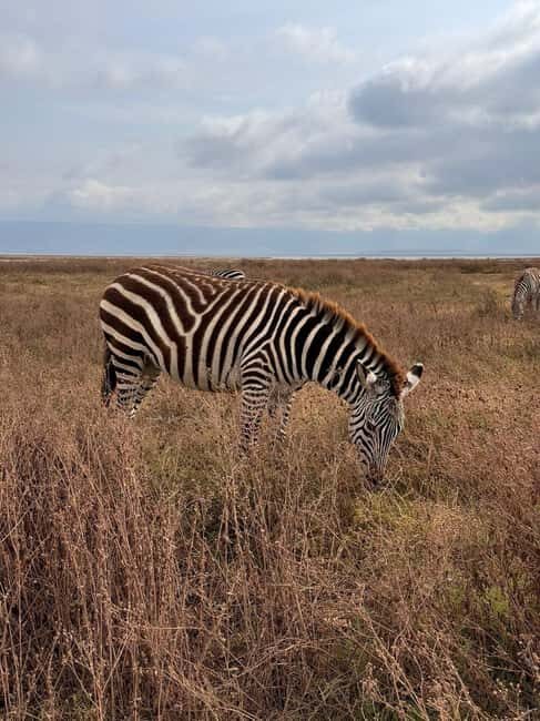 3-Day Tarangire Ngorongoro, Manyara Safari from Zanzibar - Day 2: Ngorongoro Crater and Surroundings