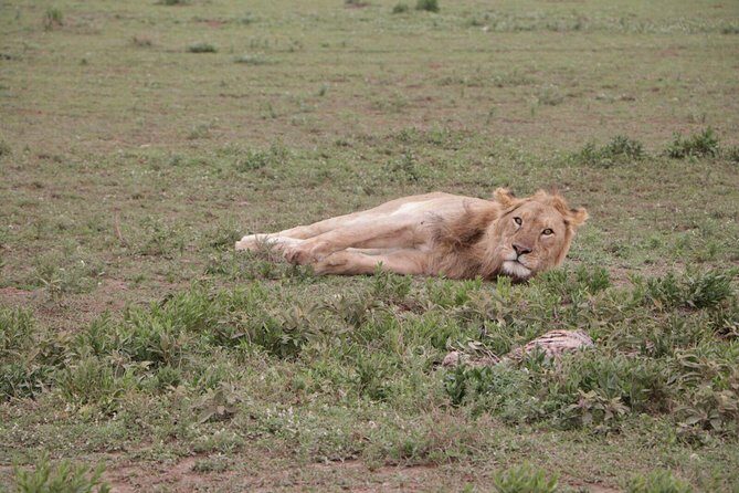 3-Day Tarangire NP, Manyara NP & Ngorongoro Crater - Value and Pricing