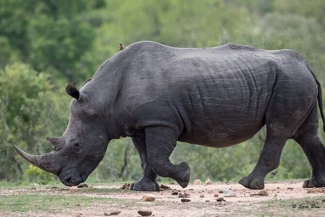 3-Day Tarangire NP, Manyara NP & Ngorongoro Crater - Authenticity and Review Highlights