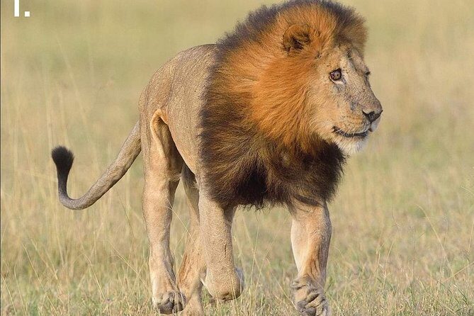3-Day Tarangire NP, Manyara NP & Ngorongoro Crater - FAQ