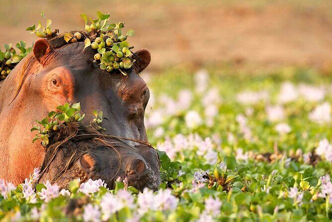 3-Day Taste of Tanzania Safari (Tarangire National park and Ngorongoro Crater) - An In-Depth Look at the 3-Day Tanzania Safari Experience