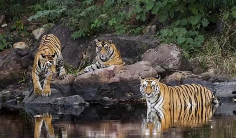 3-Day Temple Trails & Tiger Tales: Delhi-Khajuraho-Panna - Exploring the Itinerary: What You Can Expect