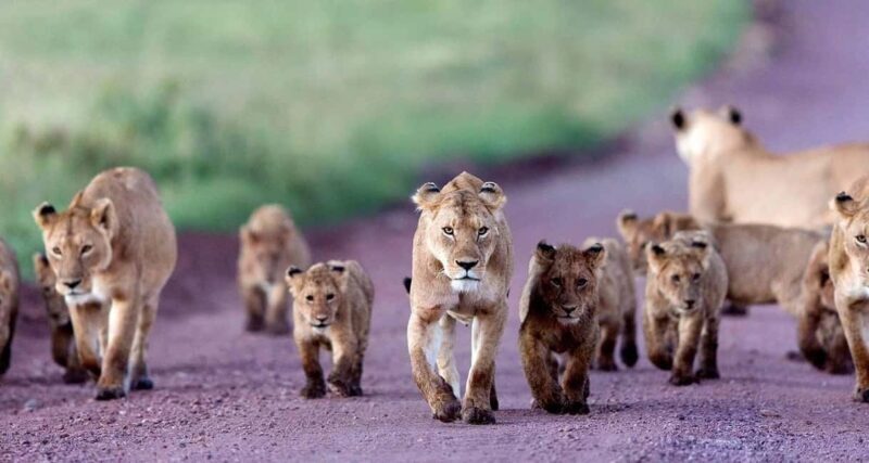 3-Day The Best of Tanzania Safari Green Season Offer - Key Points