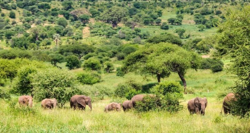 3-Day The Best of Tanzania Safari Green Season Offer - The Itinerary in Detail
