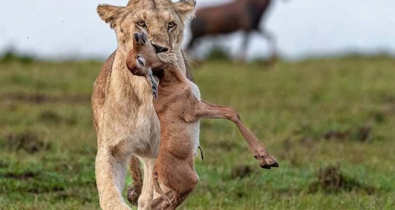 3-Day The Best of Tanzania Safari Green Season Offer - Practical Considerations