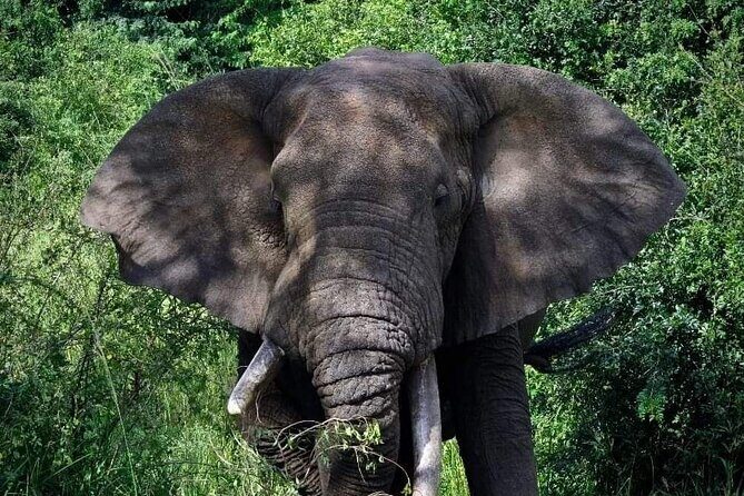 3-Day Tour in Murchison Falls Safari & Rhino Tracking - Key Points