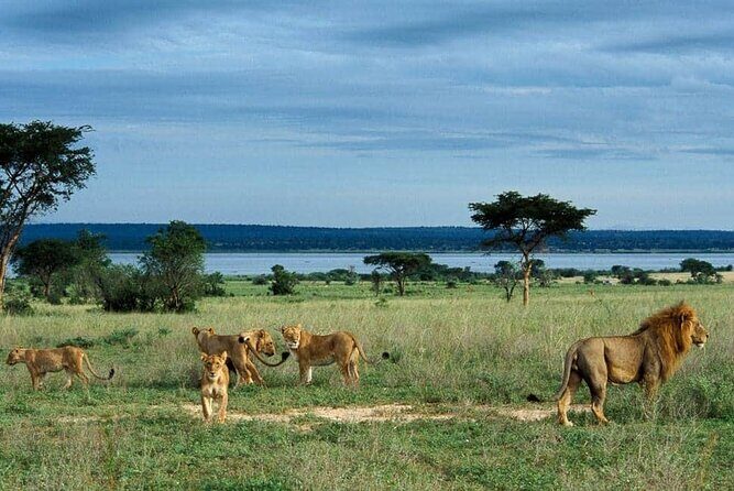 3-Day Tour in Murchison Falls Safari & Rhino Tracking - Summary