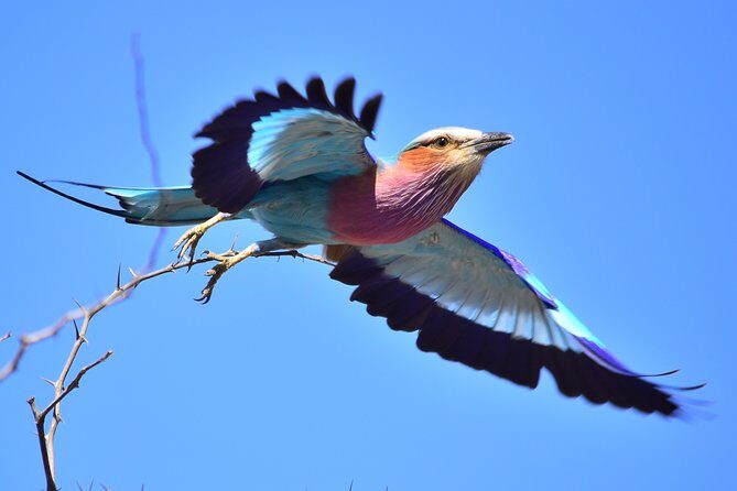 3-Day Tour of Kruger National Park from Skukuza Airport - Who Is This Tour Best For?