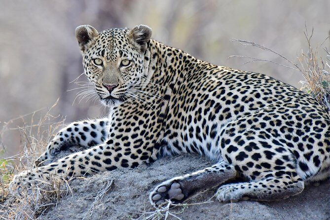 3-Day Tour of Kruger National Park from Skukuza Airport - Final Thoughts