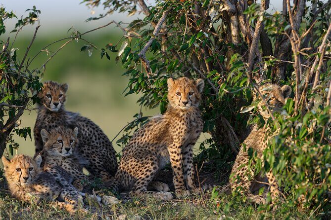 3 Day tour Tarangire, Ngorongoro crater & Lake Manyara - What You Might Want to Know