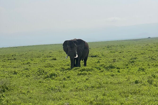 3 Day tour Tarangire, Ngorongoro crater & Lake Manyara - The Bottom Line: Who Will Love This Tour?
